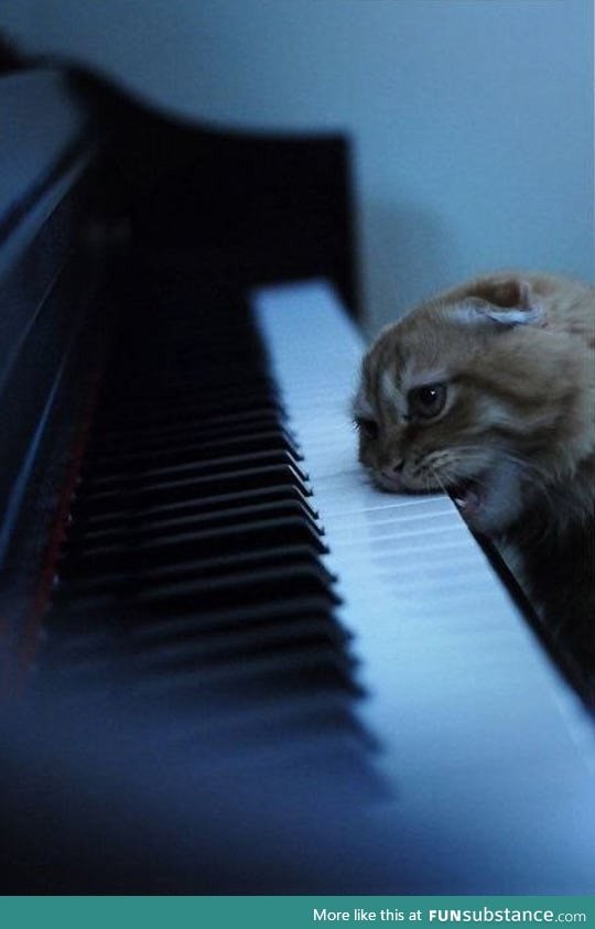 Piano cat is ready to play