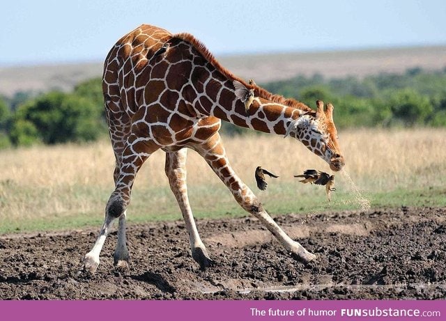 A giraffe mid-sneeze