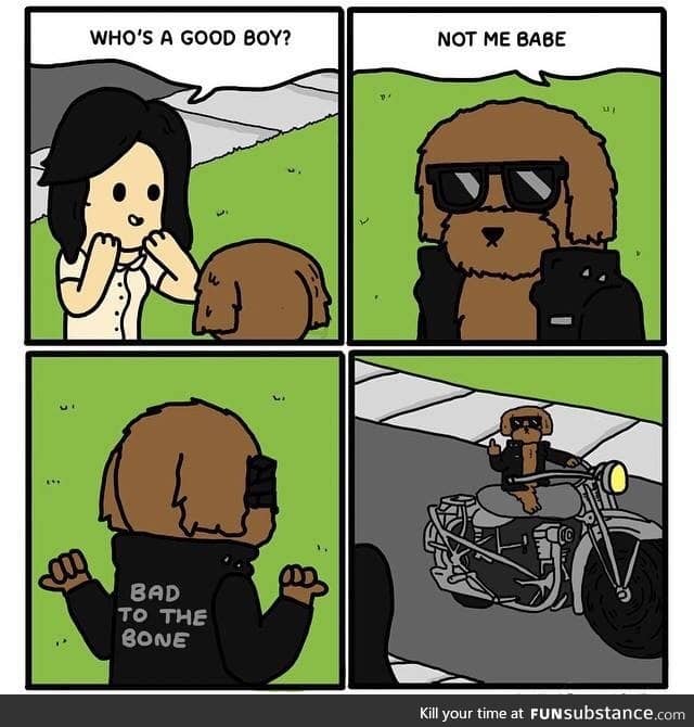 Good boy