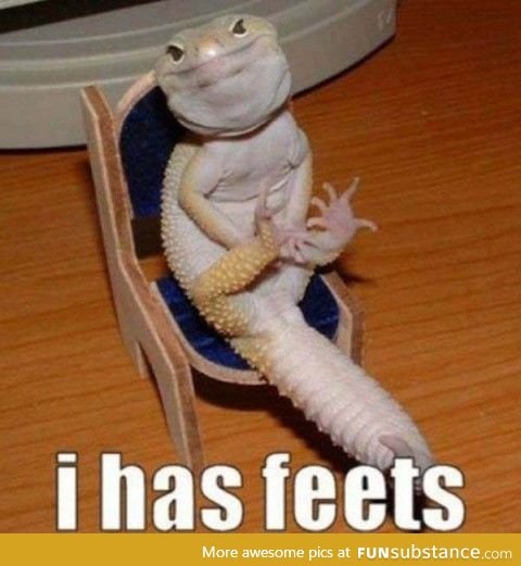 Lizard has feets
