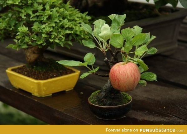 Bonsai apple tree growing a full-sized apple