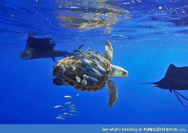 Baitfish using a sea turtle to shield themselves from hungry sailfish