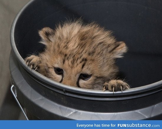 A peeking cheetah cub