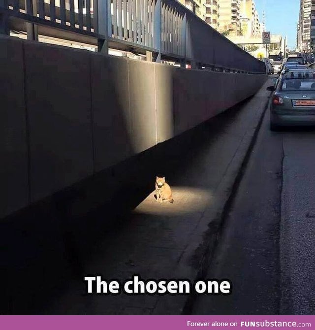 "I Am The Chosen One" -cat