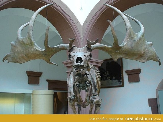 Prehistoric irish elk