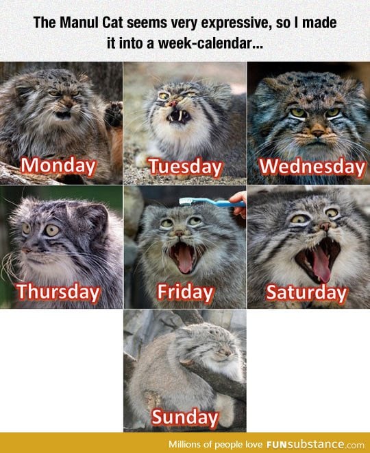 Perfect calendar with  Manul cat
