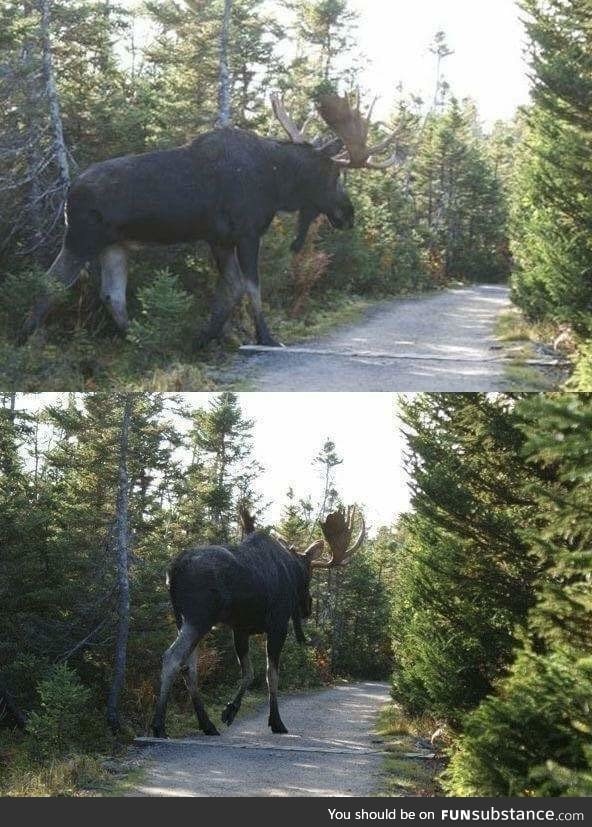 People don't realize just how huge moose can get