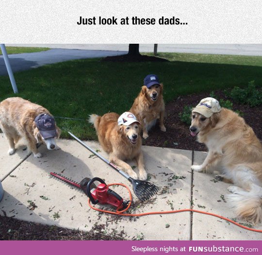 Dad dogs