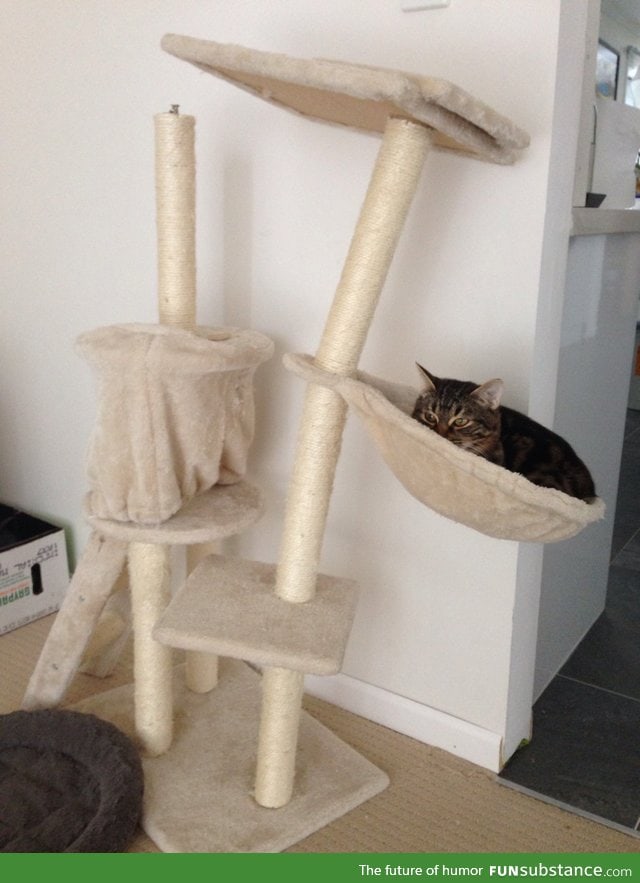 Kitty's too heavy for his kitty tower