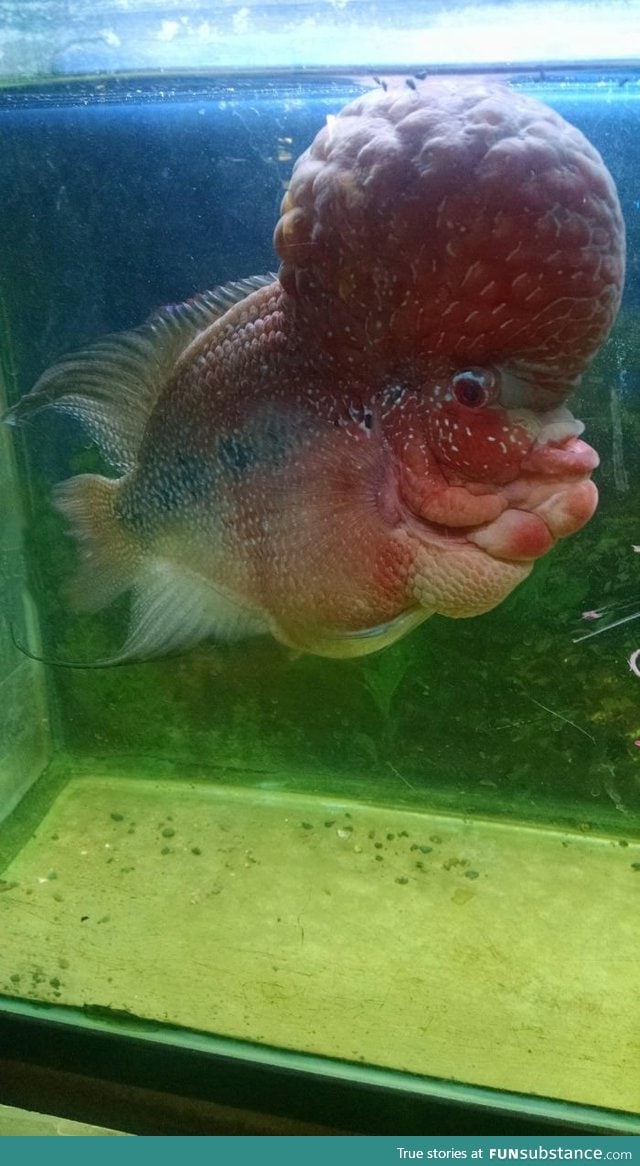 A fish I saw at a pet store