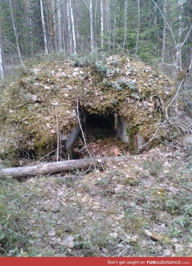 Came across this weird hole in the middle of the forest, should I go in?