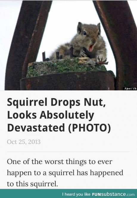 Squirrel is devastated