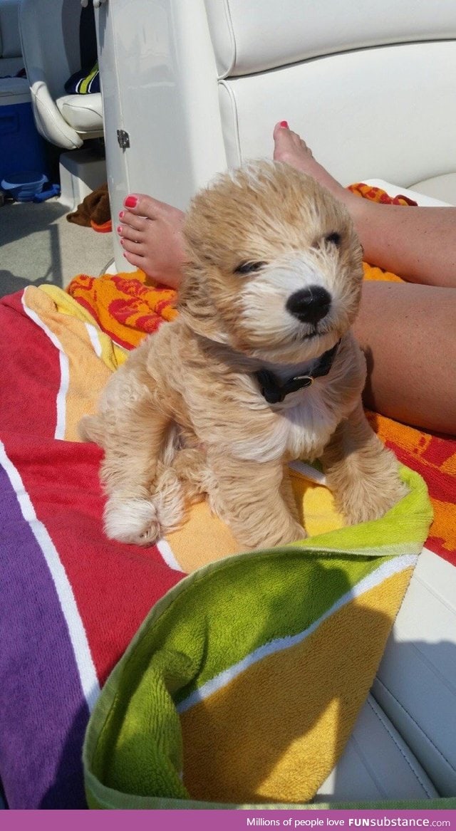 "My mom's puppy went out on the boat today. It was a little windy"
