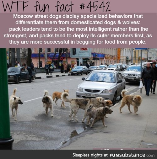 clever Moscow dogs:)
