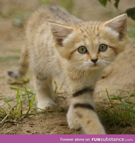A adorable sand cat