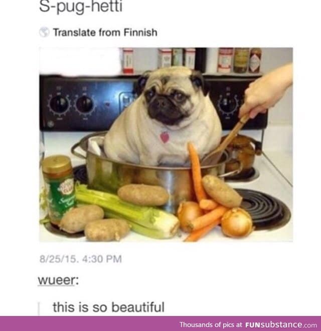 What a fat and cute pug
