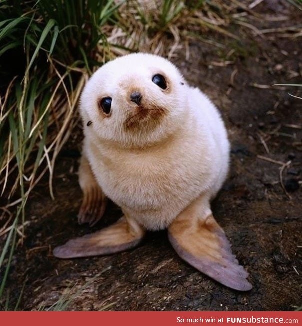 Thought everyone could use a baby seal today