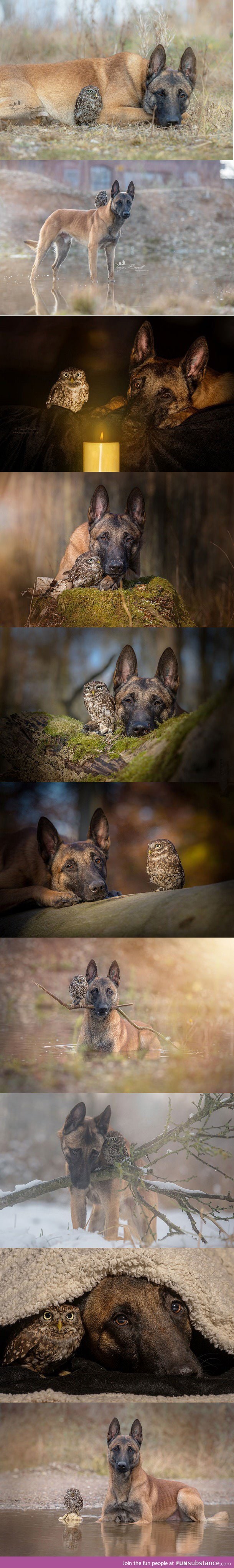 Best friends owl and dog