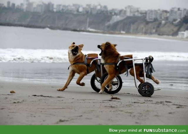 Two paraplegic dogs having a good time at the beach :D