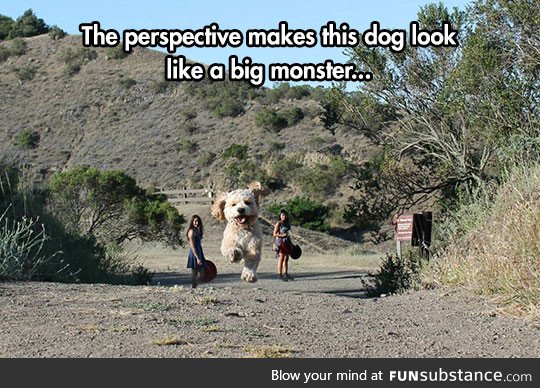 Big monster dog