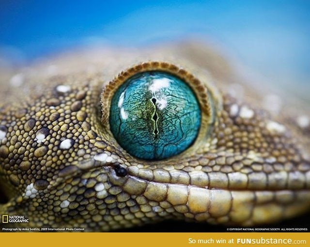 Amazing close up of geckos eye