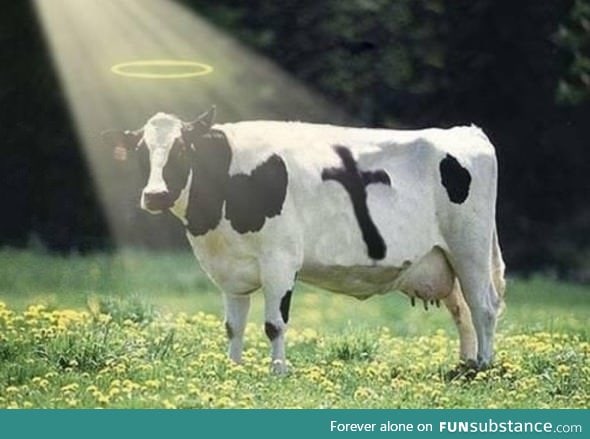 Holy cow!