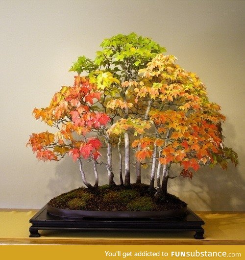 Bonsai Grove in Autumn