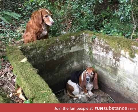 Dog watches over trapped bestfriend for a week