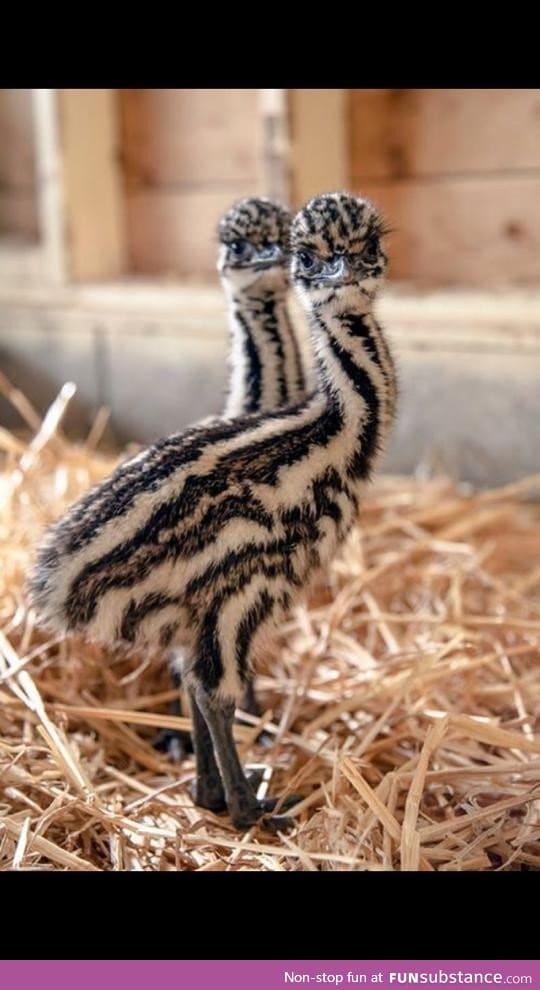 This is what 5 day old Emus look like