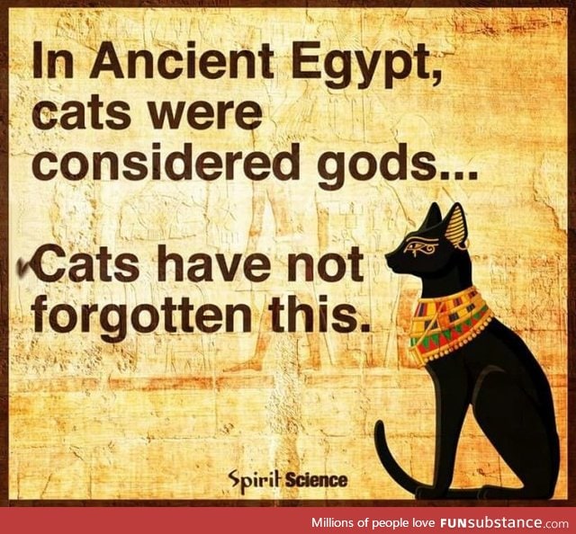 Cats have not forgotten this.