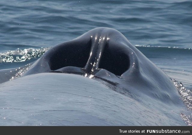 A blue whale's blow hole looks just like a giant nose