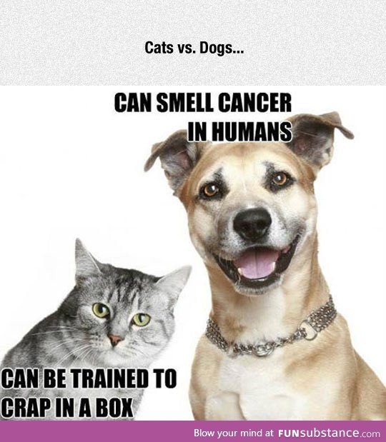 Dogs and cats, the eternal rivalry