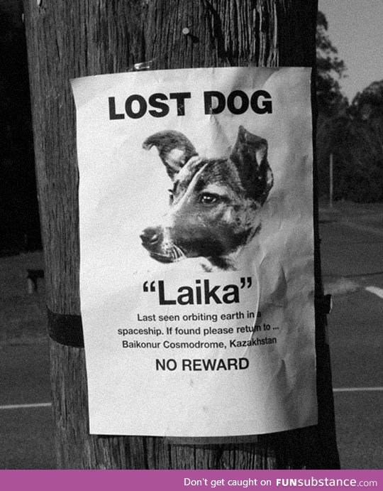 Lost dog, no reward