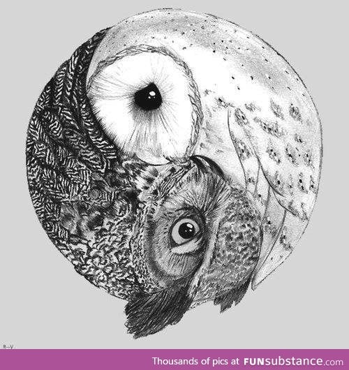 Owl ying yang