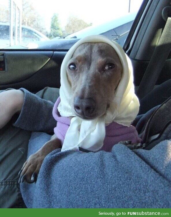 Babushka pup does not approve