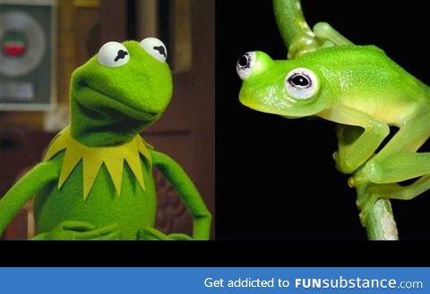The REAL kermit