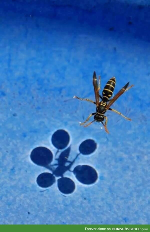 Surface tension refracts light enough to cast a shadow