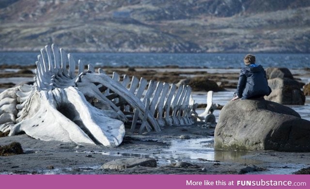 The skeleton of a beached whale