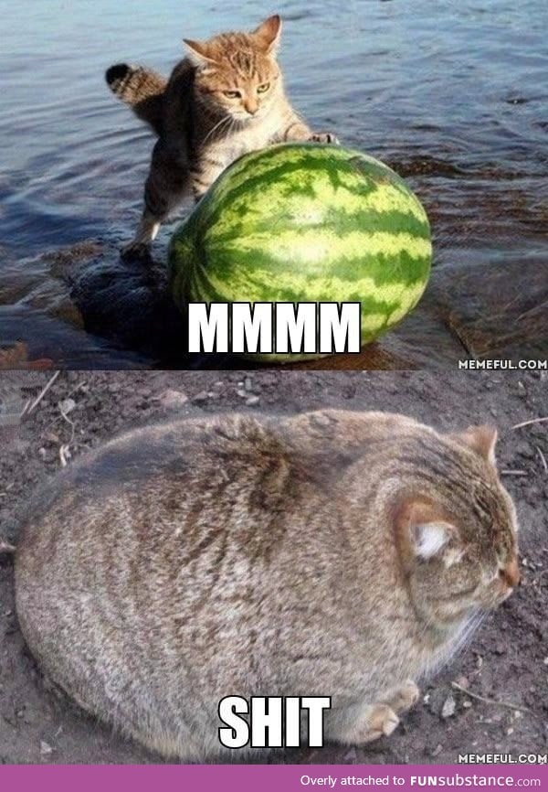 Melon cat