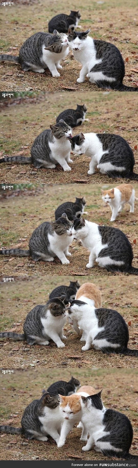 This jealous cat