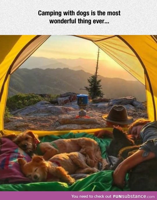 Camping with dogs