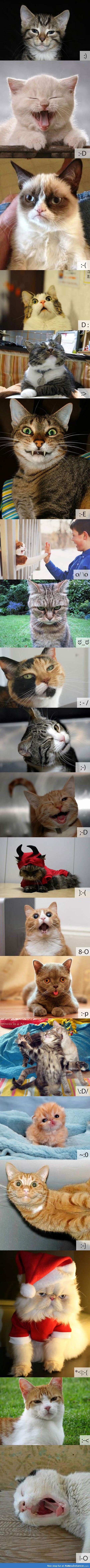 If cats were emoticons