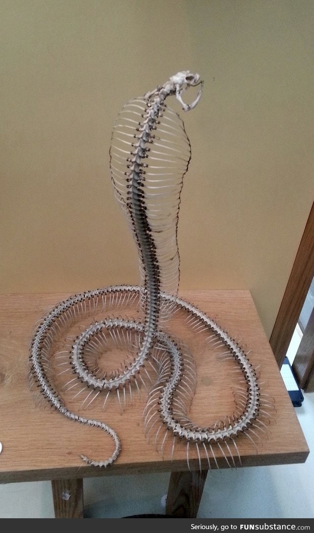 Articulated cobra skeleton