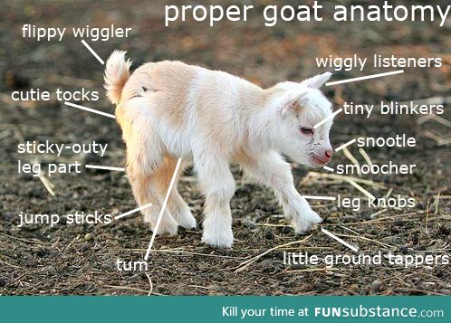 Proper goat anatomy