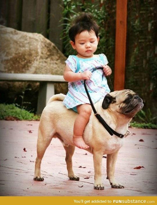 The pug rider, this pug looks so proud