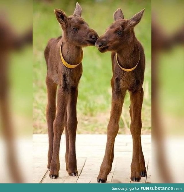 In case you didn't know, this is what moose babies look like