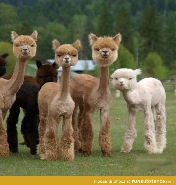 Shaved Llamas