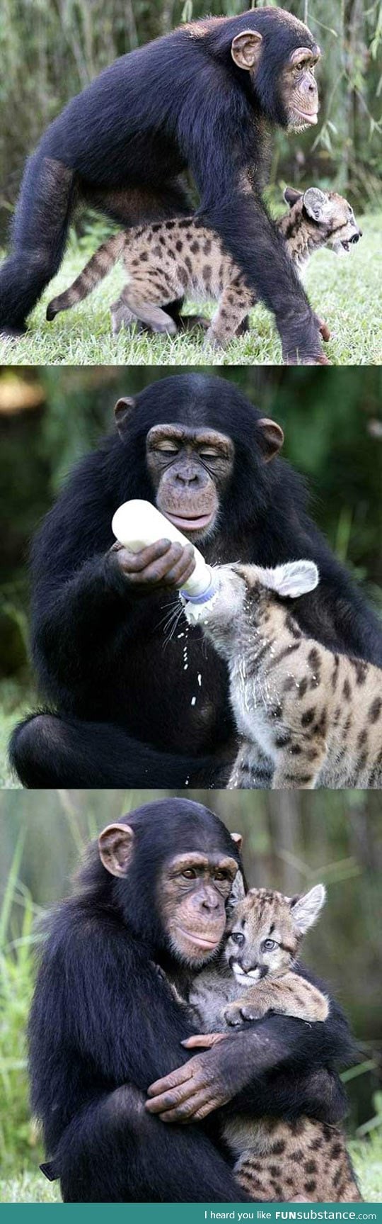 Ape taking care of a baby leopard