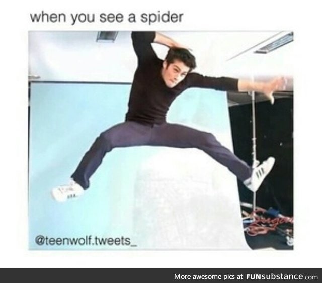 Absolutely hate spiders
