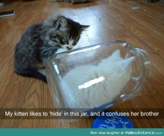Jar kitten